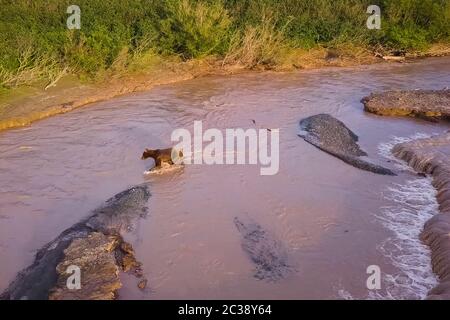 Grizzly Braunbär fängt Lachs im Fluss. Bärenjagd laichende Fische Stockfoto