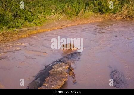 Grizzly Braunbär fängt Lachs im Fluss. Bärenjagd laichende Fische Stockfoto