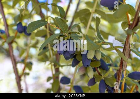 Haskap Beeren wachsen im Garten. Natürliche gesunde Ernährung Idee. Stockfoto