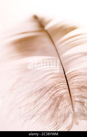 Vogelfedern aus nächster Nähe - in Pastellfarben, Makro, selektiver Fokus Stockfoto