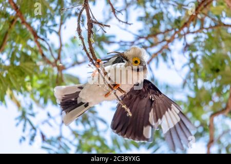 Schöner vogel White-Crested Helmetshrike, Prionops plumatas, auf einem Zweig sitzend. Schwarz und Weiß mit grauen und gelben Kreis um den Ey Stockfoto