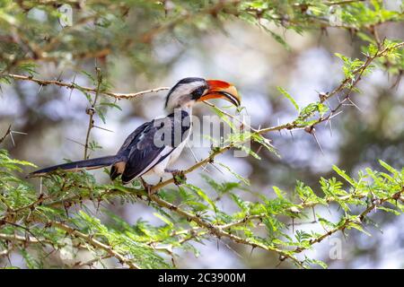 Stecker der mittleren Vogel von der Deckens Hornbill. Tockus deckeni, Lake Chamo, Arba Minch, Äthiopien Tierwelt Stockfoto