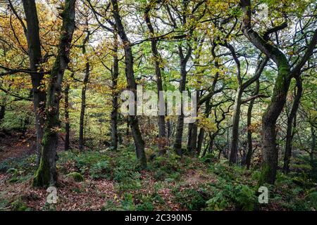 Herbstfarben in Padley Gorge, Peak District National Park, Derbyshire Stockfoto