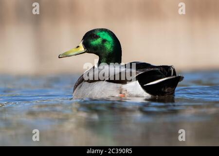 Männchen der Mallard-Ente auf dem Wasser. Sein lateinischer Name ist Anas platyrhynchos. Stockfoto