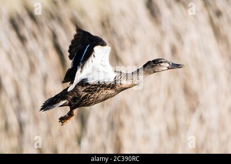 Weibchen der Mallard Duck. Ihr lateinischer Name ist Anas platyrhynchos. Stockfoto