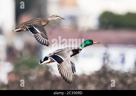 Paar Mallard Duck im Flug. Ihr lateinischer Name sind Anas platyrhynchos. Stockfoto