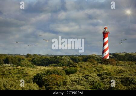 Der 53 Meter hohe Leuchtturm Westerlichttoren in Nieuw Haamstede in den Niederlanden auf Zeeland mit Möwen, Sonne, Sonnenstrahlen und Kopierraum Stockfoto