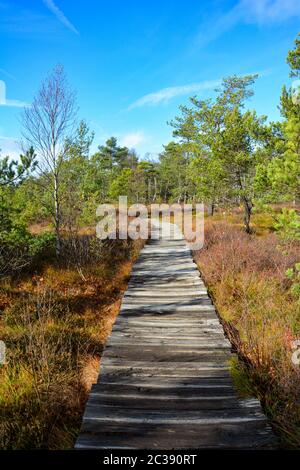 Holz weg durch das Schwarze Moor Moor in der Rhön, Bayern, Deutschland, im Herbst mit blauem Himmel Stockfoto