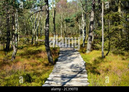 Holz weg durch das Schwarze Moor Moor in der Rhön, Bayern, Deutschland, im Herbst, im Sonnenlicht Stockfoto