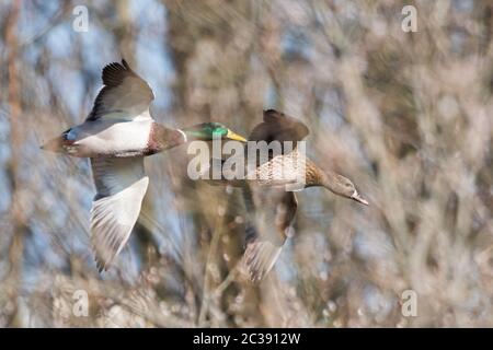 Paar Mallard Duck im Flug. Ihr lateinischer Name sind Anas platyrhynchos. Stockfoto