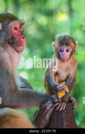 Monkey Mutter und ihr Baby Stockfoto