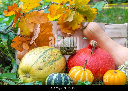 Kürbislaterne, Hokkaidokürbis, Butternut-Kürbis, Spaghettikürbis und Zierkürbisse zu Halloween im Garten, Jack o'Laterne für Halloween, rote Kuri Squas Stockfoto