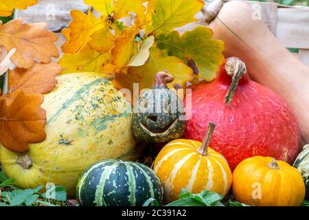 Kürbislaterne, Hokkaidokürbis, Butternut-Kürbis, Spaghettikürbis und Zierkürbisse zu Halloween im Garten, Jack o'Laterne für Halloween, rote Kuri Squas Stockfoto