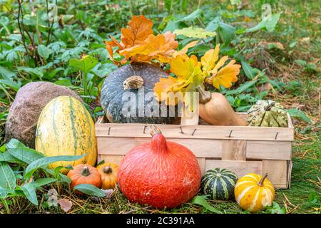 Hokkaidokürbis, Butternut-Kürbis, Spaghettikürbis und Zierkürbisse im Garten, roter Kuri-Kürbis, Butternut-Kürbis, Spaghetti-Kürbis und dekorativer Kürbis Stockfoto