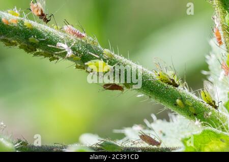 Blattläuse Grünfliege Schwarzfliegenrose Blattläuse, Macrosiphum rosae, Aphis fabae, verschiedene Blattläuse auf Vegetation im Sommer. Von Marienkäfer gefressen Ameisen gemolken Stockfoto