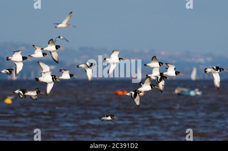 Eurasische Austernfischer im Flug. Ihr lateinischer Name ist Haematopus ostralegus. Stockfoto