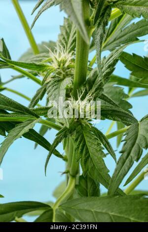 Cannabispflanze, fast bereit für die Ernte, mit weißen Stigmen und Trichomen, die anfangen zu erscheinen, frisches Marihuana Stockfoto