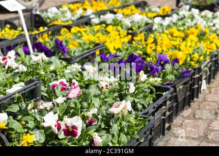 Verkauf von Pflanzgut von Stiefmütterchen Viola Blumen in verschiedenen Farben in den Feldern auf dem Markt Stockfoto