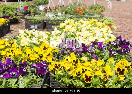 Verkauf von Pflanzgut von Stiefmütterchen Viola Blumen in verschiedenen Farben in den Feldern auf dem Markt Stockfoto