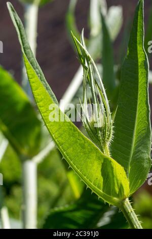 Teel wild (Dipsacus fullonum) junge Pflanze bilden Tasse wie Strukturen aus gebogenen Stachelbrakten, wo die lila Blütenköpfe bilden. Stockfoto