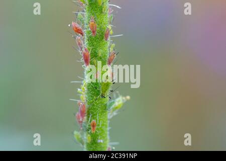 Blattläuse Grünfliege Schwarzfliegenrose Blattläuse, Macrosiphum rosae, Aphis fabae, verschiedene Blattläuse auf Vegetation im Sommer. Von Marienkäfer gefressen Ameisen gemolken Stockfoto