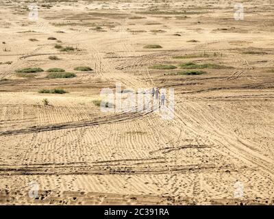 Blendow Wüste (Pustynia Blendowska) in Polen. Das größte Binnenland, weit weg von jedem Meer, Gebiet von losem Sand in Mitteleuropa. Einzigartige Touristenattraktion Stockfoto