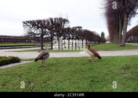 Nilgänse (Alopochen Aegyptiaca) im Park von Schloss Augustusburg, Brühl, Nordrhein-Westfalen, Deutschland Stockfoto