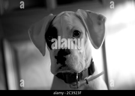 Boxer Baby Hund Nahaufnahme Porträt. Schwarzweiß-Foto Stockfoto