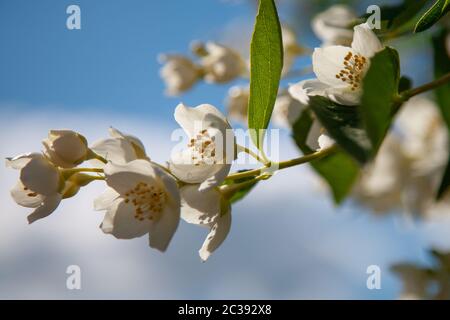 Makro-Foto von Jasminblüten auf einem Hintergrund des blauen Himmels im Garten Stockfoto