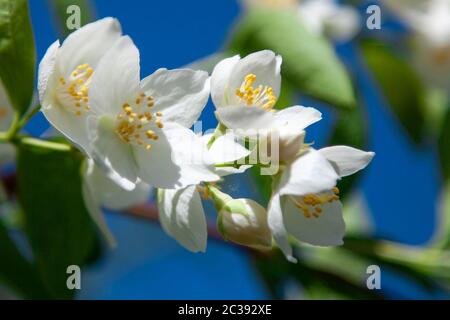 Makro-Foto von Jasminblüten auf einem Hintergrund des blauen Himmels im Garten Stockfoto