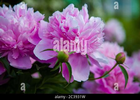 Makrofoto von Blumen einer blühenden rosa Pfingstrose im Garten Stockfoto