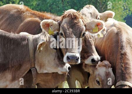 Neugieriges junges braunes Vieh auf einer Wiese in Bayern. Lustige junge Kühe Stockfoto