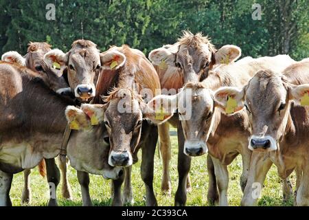 Neugieriges junges braunes Vieh auf einer Wiese in Bayern. Lustige junge Kühe Stockfoto