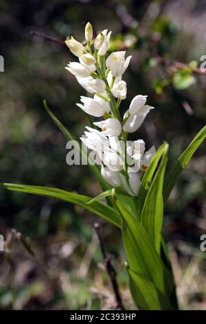 Cephalanthera longifolia allgemein bekannt als schmal-leaved Helleborine eine seltene Orchidee Stockfoto