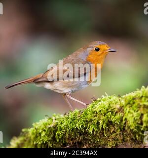 European Robin in seiner Umgebung. Sein lateinischer Name ist Erithacus rubecula. Stockfoto