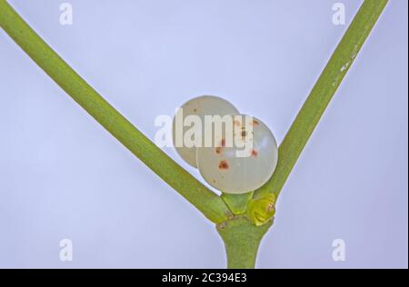 Europäische Mistelbeeren 'Viscum Album' Stockfoto