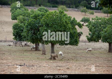 Schaf stehend Stockfoto