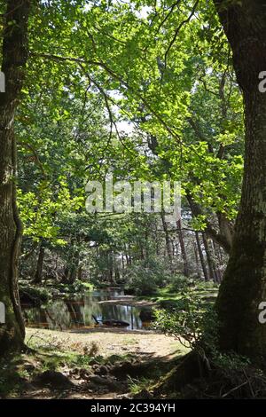 New Forest Ober Water Stockfoto