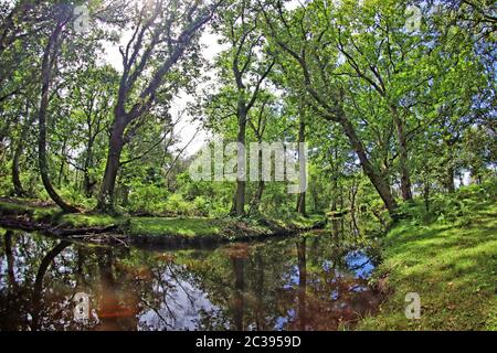 Ober Wasser im Neuen Wald Stockfoto