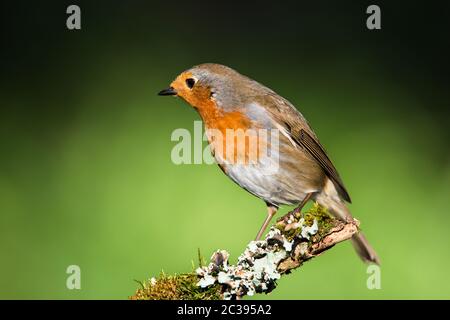 European Robin in seiner Umgebung. Sein lateinischer Name ist Erithacus rubecula. Stockfoto