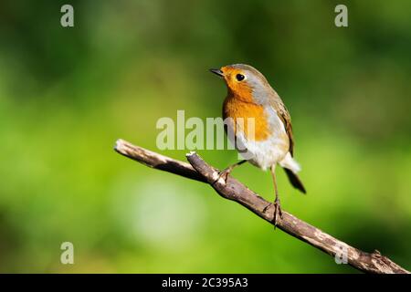 European Robin in seiner Umgebung. Sein lateinischer Name ist Erithacus rubecula. Stockfoto