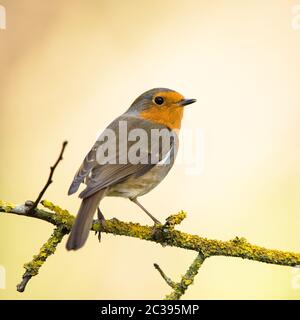 European Robin in seiner Umgebung. Sein lateinischer Name ist Erithacus rubecula. Stockfoto