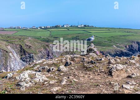 Seagull thront auf einem Felsvorsprung außerhalb des Dorfes der Lizard, Cornwall. Die Echse war eine einmalige Leprakolonie und wurde wegen ihrer Isolation ausgewählt Stockfoto