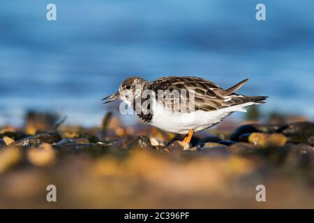 Ruddy Turnstone Vögel Fütterung im Lebensraum bei Ebbe. Stockfoto