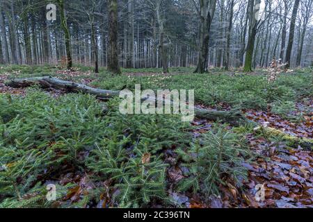 Tote, gefallene Bäume schaffen auf dem Waldboden Raum für neues Leben Stockfoto