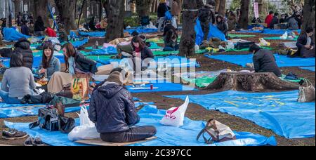 Japaner mit Kirschblüten beobachten Party Picknick oder Hanami im Freien im Ueno Park, Tokyo, Japan. Stockfoto