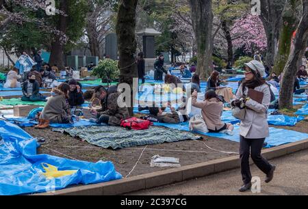 Japaner mit Kirschblüten beobachten Party Picknick oder Hanami im Freien im Ueno Park, Tokyo, Japan. Stockfoto