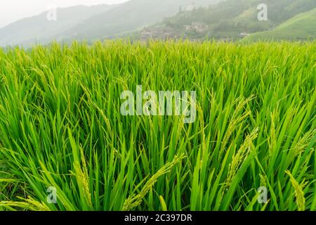 Reis wächst auf Longji Reisterrassen Stockfoto