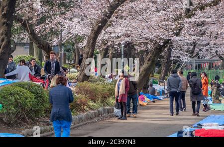 Japaner mit Kirschblüten beobachten Party Picknick oder Hanami im Freien im Ueno Park, Tokyo, Japan. Stockfoto