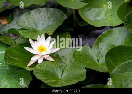 Weiße Seerose wächst in einem Teich Stockfoto